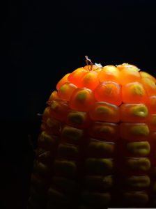 Agro, Minerals and  Petrochemical  Commodity Trading